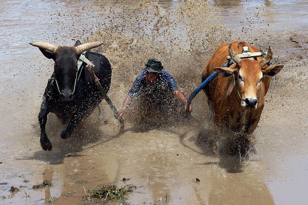 Pacu Jawi Di Minangkabau