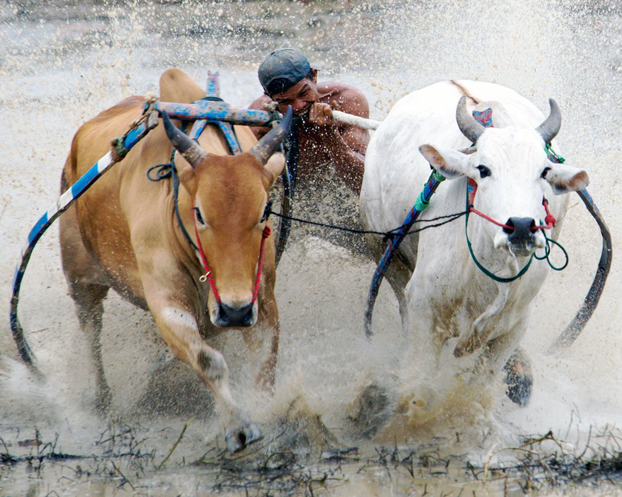 Pacu Jawi Minangkabau
